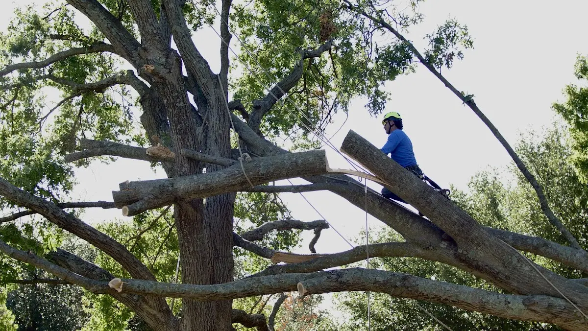 Professional Crown Thinning performed by certified arborists in Birney